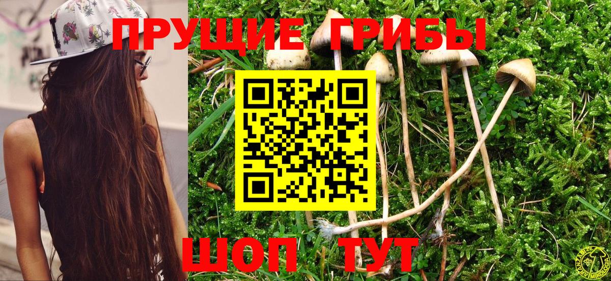 Псилоцибиновые грибы Psilocybine cubensis  Вход с VPN  Кимовск 
